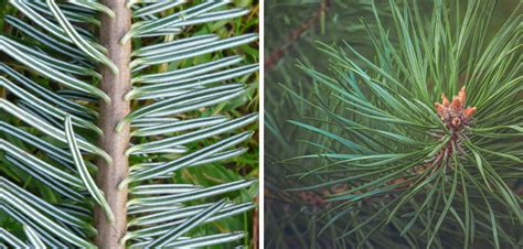 Comparaison des aiguilles entre le pin noir et le pin blanc