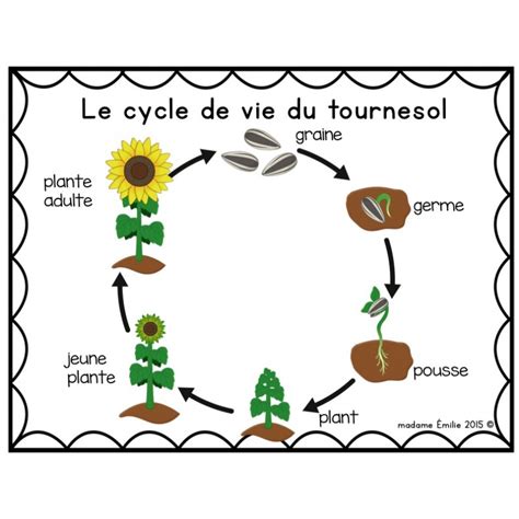 Infographie sur le cycle de vie du tournesol : de la graine à la récolte