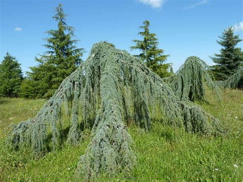 Cèdre bleu pleureur de l'Atlas
