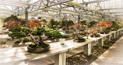 Collection de bonsaïs à l'Arboretum de la Vallée-aux-Loups