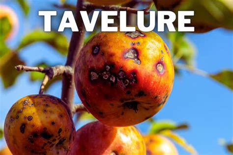 Infographie comparative des symptômes de la tavelure, de la moniliose et de la cloque du pêcher