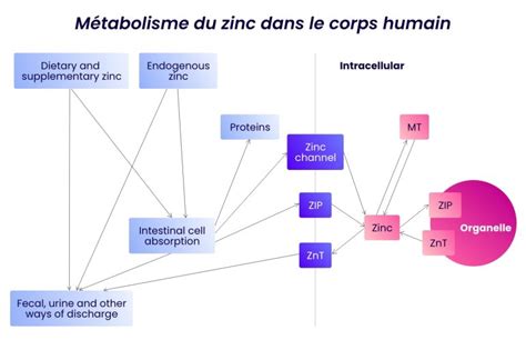 Infographie illustrant le rôle du zinc dans la synthèse des protéines et la photosynthèse