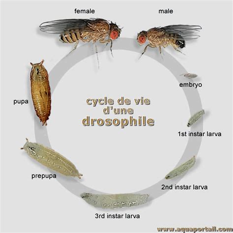Infographie montrant le cycle de vie de la drosophile suzukii et les méthodes de protection