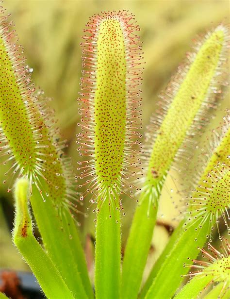 Illustration d'un Drosera capensis avec ses feuilles recouvertes de mucilage brillant