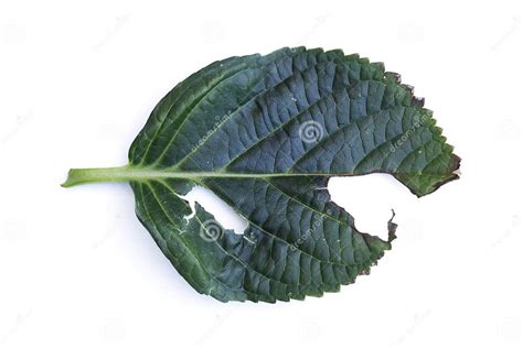 Gros plan d'une feuille d'hortensia avec des amas blancs de cochenilles