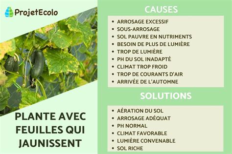 Schéma illustrant les causes principales du jaunissement des feuilles : arrosage, lumière et substrat
