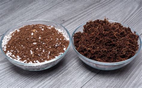 Comparaison entre un substrat drainant idéal et un substrat compact étouffant les racines