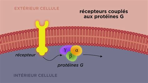 Graphique montrant l'interaction entre la taurine exogène et les récepteurs calciques cellulaires