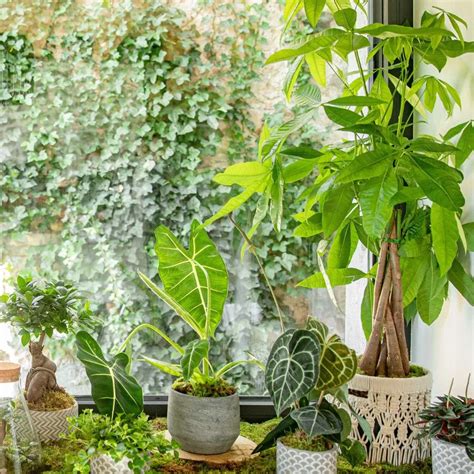Exposition de fleurs saisonnières et plantes vertes dans la boutique