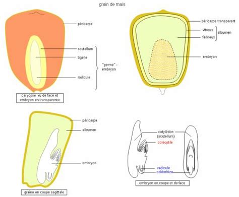 Schéma illustrant l'éclatement du grain de maïs