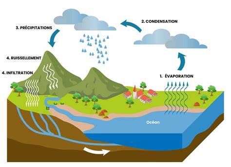 Schéma illustrant le cycle de l'eau dans un pot de bonsaï, montrant l'absorption racinaire et le drainage