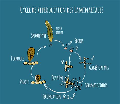 Schéma anatomique détaillé de la laminaire à bulbe montrant le bulbe, le stipe et la fronde