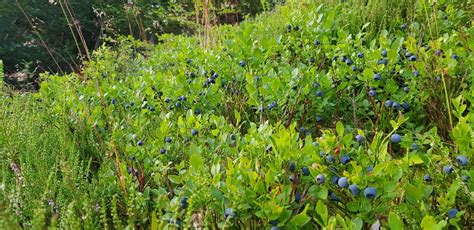 Schéma comparatif entre un arbuste de myrtille sauvage rasant le sol et un plant de bluet surélevé