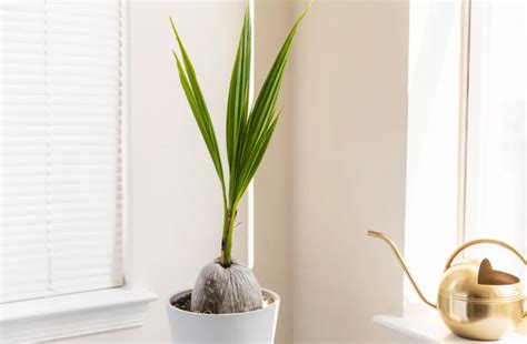 Un cocotier en pot dans un salon lumineux