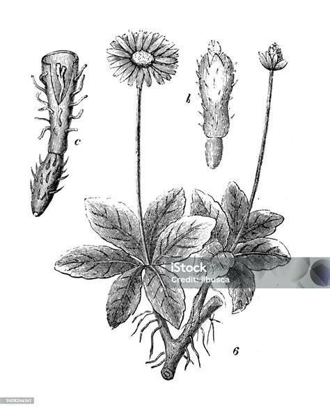 Illustration botanique de Bellis perennis dans une prairie printanière