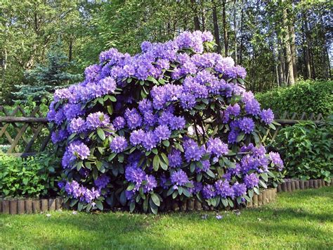 Photo de rhododendron en pleine floraison printanière