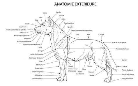 Schéma anatomique des coussinets du chien