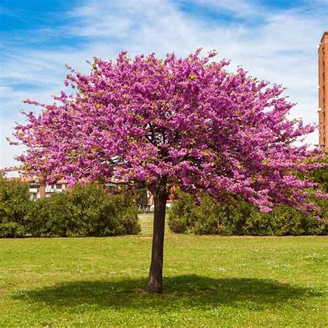 Illustration d'un Cercis chinensis en pleine floraison printanière avec ses fleurs roses caractéristiques sur le tronc