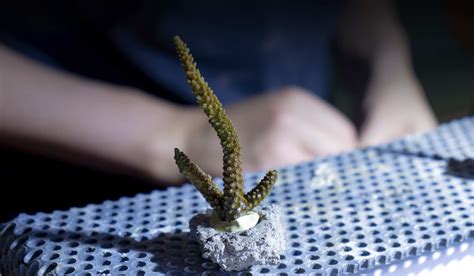 Pinces de précision pour bouturage de coraux