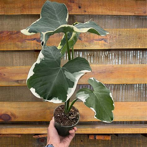 Illustration comparative d'un cactus Opuntia et d'un Alocasia Mickey Mouse
