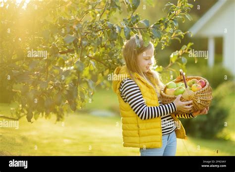 Enfant cueillant des pommes dans un verger