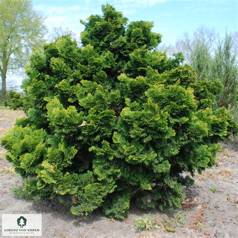 Illustration détaillée d'un bonsaï de Chamaecyparis obtusa avec mise en avant de la structure des plateaux de feuillage
