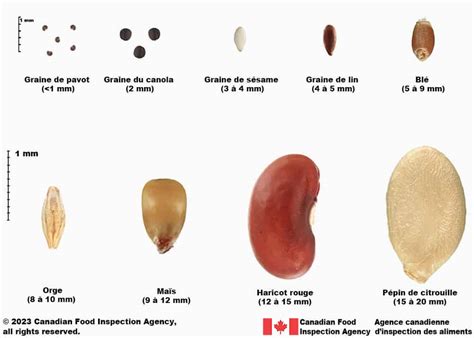 Graines de différentes tailles et formes