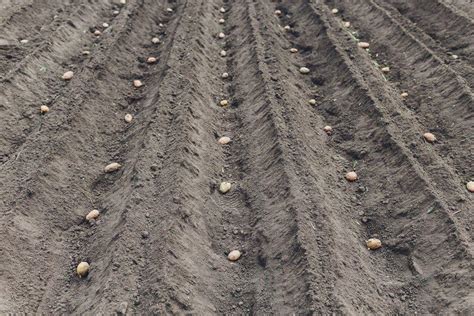 Sillon de semis préparé avec soin