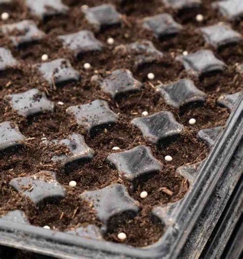 Plaque alvéolée avec jeunes plants