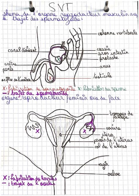 Schéma anatomique simplifié de l'appareil reproducteur avicole