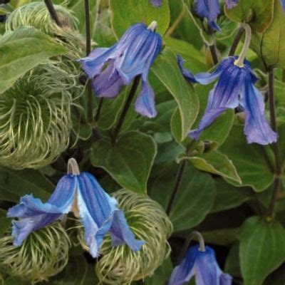 Clématite arbustive 'Blue Ribbons' en pleine floraison