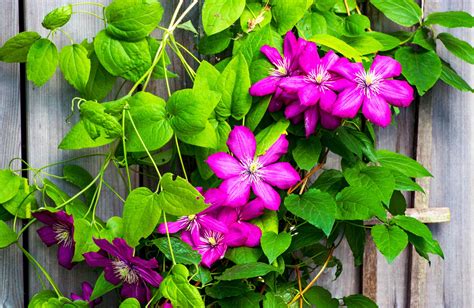 Gros plan sur les fleurs en clochette de la Clématite 'Blue Ribbons'