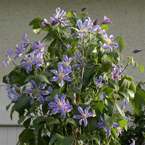 Clématite 'Blue Ribbons' plantée en bordure d'un massif
