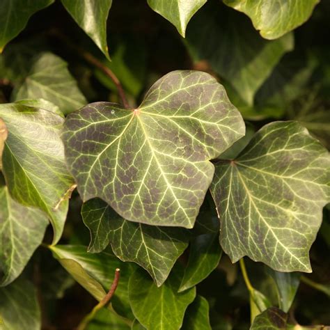 Illustration botanique du lierre commun (Hedera helix) montrant ses feuilles persistantes et ses baies