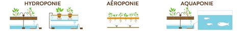 Diagramme comparatif entre hydroponie, aquaponie et aéroponie