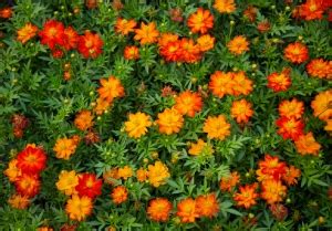 plantes tinctoriales et leurs couleurs