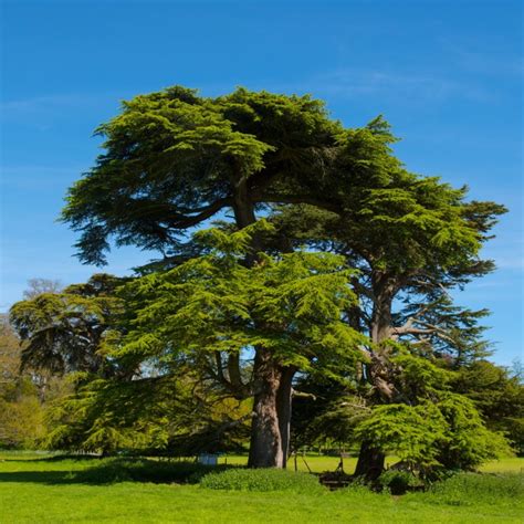 Cèdre du Liban Bonsaï en plein soleil