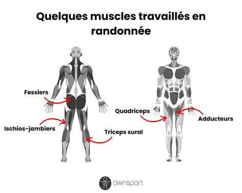 Schéma des muscles sollicités lors du grimper de corde
