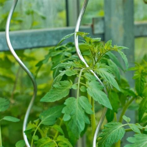 Tuteurs spirales pour plants de tomates