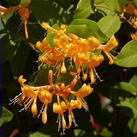 Lonicera brownii Golden Trumpet en pleine floraison