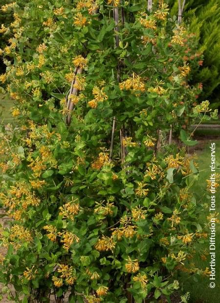 Feuillage original du Lonicera brownii Golden Trumpet