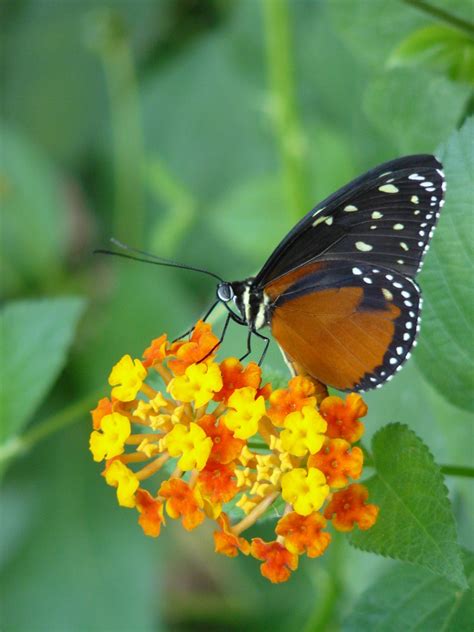 Papillon butinant une fleur de chèvrefeuille
