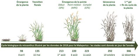 Schéma du cycle de vie du Miscanthus et ses apports au sol