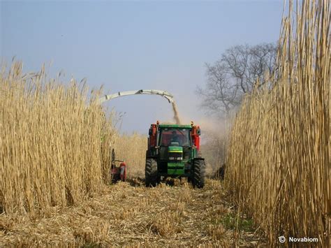 Machine de récolte du Miscanthus dans un champ
