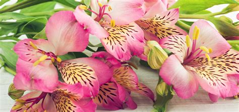 Infographie présentant différentes variétés d'Alstroemeria avec leurs caractéristiques