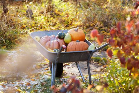 Potager d'automne avec divers légumes