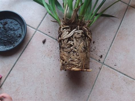 Schéma de rempotage de Cymbidium