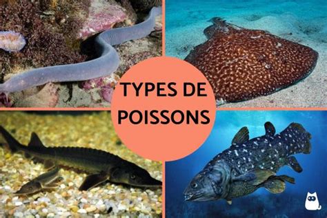 Différents types de poissons pour l'aquaponie