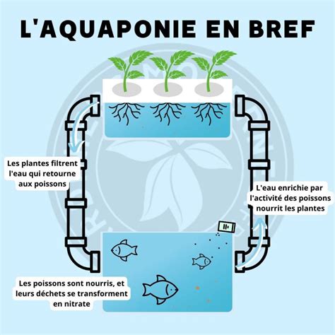 Variété de plantes cultivées en aquaponie