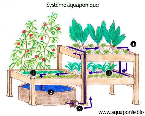 Schéma de dimensionnement d'un système aquaponique